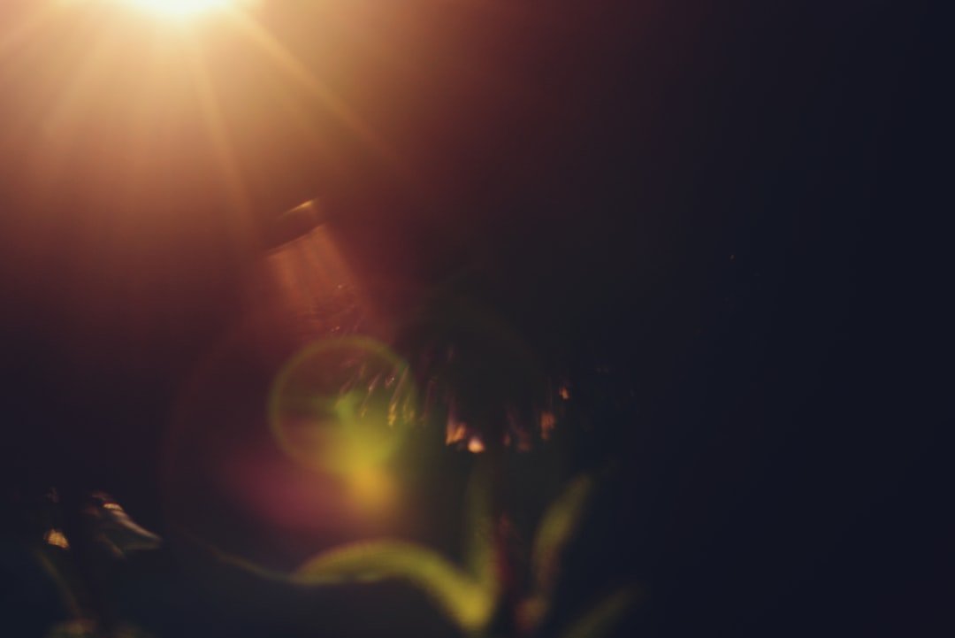 أشعة شمس بين أوراق داكنة مع ظهور وهج بصري يوضح تأثير Lens Flare